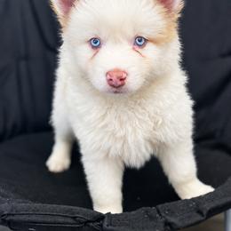 Percy - Red and white male Pomsky puppy in Winston, Oregon from Arctic Tails Spitz