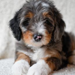Knox - Merle male Bernedoodle puppy in Ogden, Utah from Stanger Farms