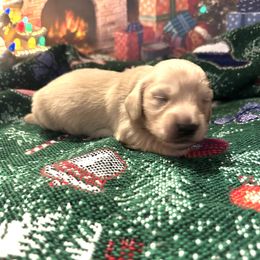 Pudding - Cream male Dachshund puppy in Hensley, Arkansas from The Dachshund Barn