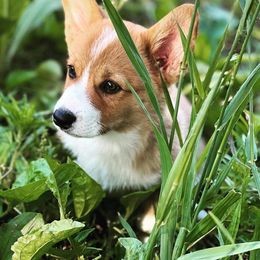 Pembroke Welsh Corgi Puppies from Clearsky Corgis