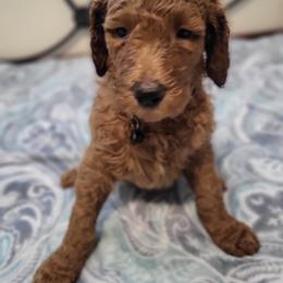Goldendoodle and Poodle Puppies from Poodles 2 Doodles