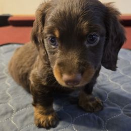 Rocket - Chocolate and tan male Dachshund puppy in De Land, Florida from Double Aces Doxies