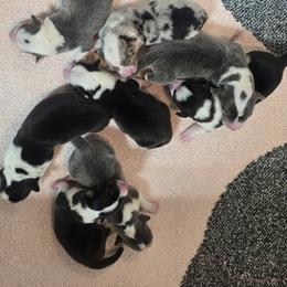 American Corgi puppies from Double K Corgis