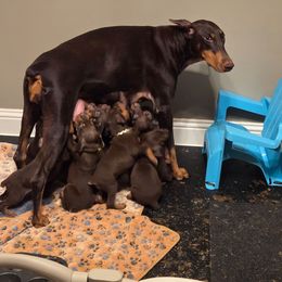 Jade - Doberman Pinscher