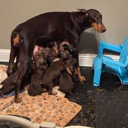 Jade - Doberman Pinscher