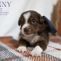 Zinnia - Red Tri Female - Red tri-color female Australian Shepherd puppy in Nacogdoches, Texas from TK Standard, Mini, & Toy Aussies