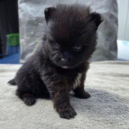 Raelynn - Orange sable female Pomeranian puppy in New Lenox, Illinois from Illinois Poms
