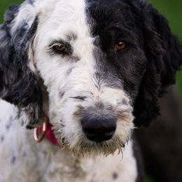 Flower - Sheepadoodle