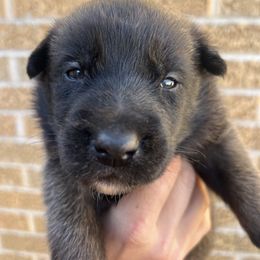 Belgian Malinois Puppies from Noordkust Malinois