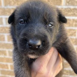 Belgian Malinois Puppies from Noordkust Malinois