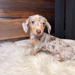 Melody - Dapple female Dachshund puppy in Washburn, Tennessee from Clinch Mountain Dachshunds
