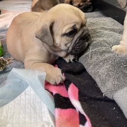 Boy 3 - Fawn Bulldog puppy in Pittsfield, Massachusetts from Berkshire Bulldogs