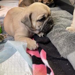 Boy 3 - Fawn Bulldog puppy in Pittsfield, Massachusetts from Berkshire Bulldogs