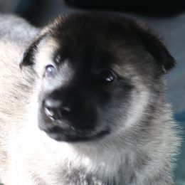 German Shepherd Puppies from Silver Raye German Shepherds