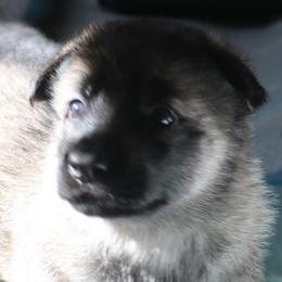 German Shepherd Puppies from Silver Raye German Shepherds