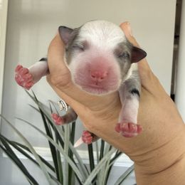 Bernard - Blue merle male Miniature Australian Shepherd puppy in Goldsboro, North Carolina from Maple Ridge Farm