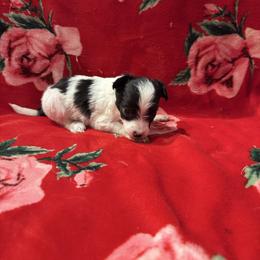 TopBrass Code Red 'Dewey' - White and black male Chinese Crested puppy in Auburn, Kansas from TopBrass Kennels