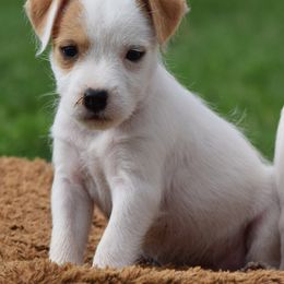 Raine - White and tan female Parson Russell Terrier puppy in Menifee, California from Wendover Terriers