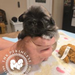 Marsha - Fawn sable female Pekingese puppy in Berwick, Pennsylvania from TnK Pekingese