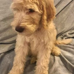 Labradoodle and Poodle Puppies from Salley Mcintyre's Labradoodles and Poodles