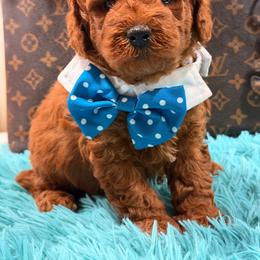 Hansel - Red  male Goldendoodle puppy in Cooper City, Florida from Jenny La Bone