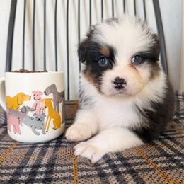 Breve - Black tri-color female Australian Shepherd puppy in Kearney, Nebraska from Helix Aussies