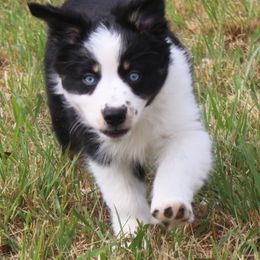 Sophie (2 bright blue eyes) - Black tri-color Australian Shepherd puppy in Roanoke, Virginia from Miniature Angels Farm