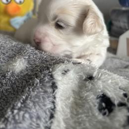 Bud - White male Coton de Tulear puppy in Freeport, Texas from H❤️PE COTONS