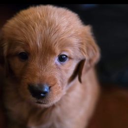 Golden Retriever Puppies from TimberPineGoldens
