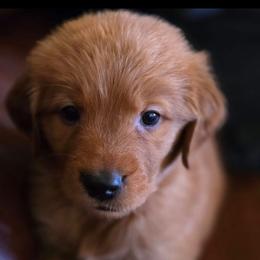 Golden Retriever Puppies from TimberPineGoldens