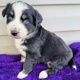Willow - Black tri-color female Australian Shepherd puppy in Charlotte, North Carolina from Awesome Aussies