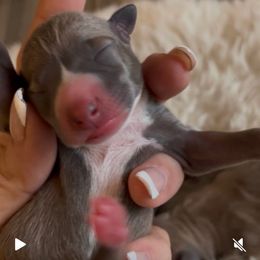 Cocoa - Blue female Italian Greyhound puppy in Southwest Florida, Florida from Woofford Italian Greyhounds