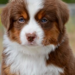 RTF-1 - Red tri-color female Miniature American Shepherd puppy in Baker City, Oregon from Back Country Aussies