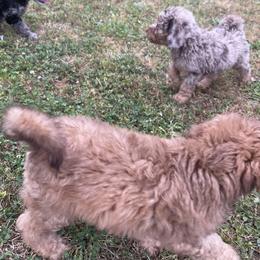 Golden Aussiedoodle and Goldendoodle Puppies from Law Doodles of SC