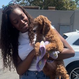 Malibu - Apricot female Goldendoodle puppy in Lancaster, California from Kid's Best Doodle