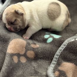 French Bulldog Puppies from Pardon My French Exquisite French Bulldogs