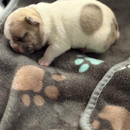 French Bulldog Puppies from Pardon My French Exquisite French Bulldogs