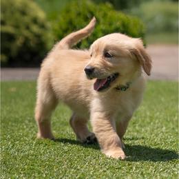 Emma - Golden female Golden Retriever puppy in Oregon from A Goldens First Love