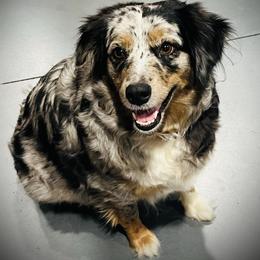 Maggie - Miniature Australian Shepherd