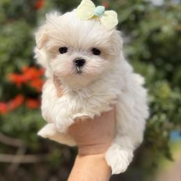 Isaac - White male Maltese puppy in Newport Beach, California from Exotic City Pomeranians and chihuahuas