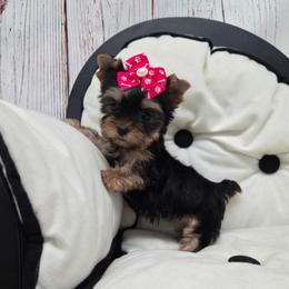 Diva TEACUP - Black and tan female Yorkshire Terrier puppy in Monticello, Iowa from Ashley’s Puppies