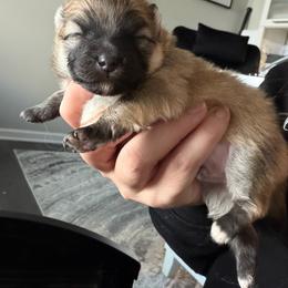 Jack - Orange sable male Pomeranian puppy in Cheektowaga, New York from Luxe Legacy Pomeranians