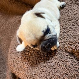 Raymond - Fawn male French Bulldog puppy in Neenah, Wisconsin from Mimosa Acres French Bulldogs LLC
