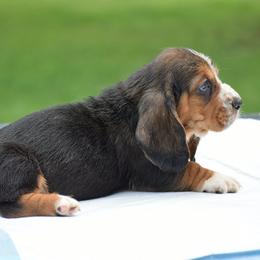 Velma - Black brown and white female Basset Hound puppy in Springfield, Missouri from Baylee’s Bassets