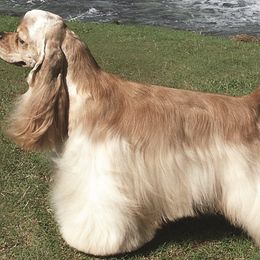 Cocker Spaniels and Shih Tzus from Tru-Luv Cockers & Shih Tzu