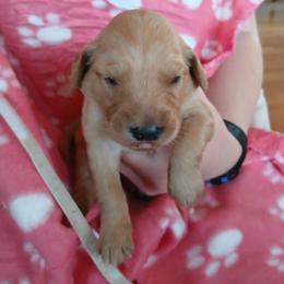 White - Dark golden female Golden Retriever puppy in Lanesboro, Minnesota from Eagle Ridge Golden Retrievers