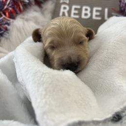 Goldendoodle Puppies from Averee's Doodles