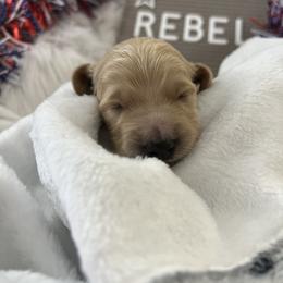 Goldendoodle Puppies from Averee's Doodles