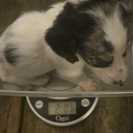 Coffee - Dapple female Dachshund puppy in Hollis, Oklahoma from Write Breed Doxies