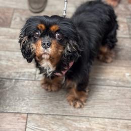 Kiara - Black and tan female Cavalier King Charles Spaniel puppy in Republic, Missouri from Red Skye Puppies